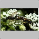 Macrophya montana - Blattwespe 05.jpg